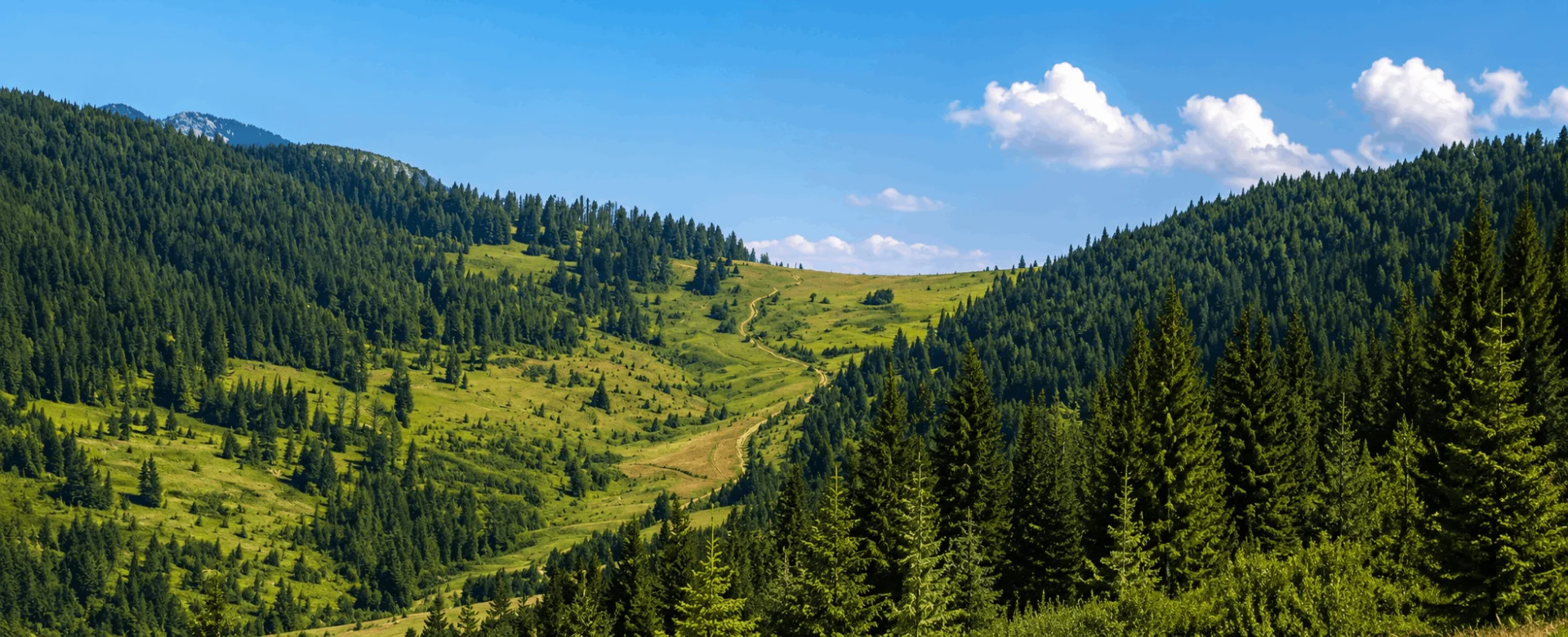 Rožaje