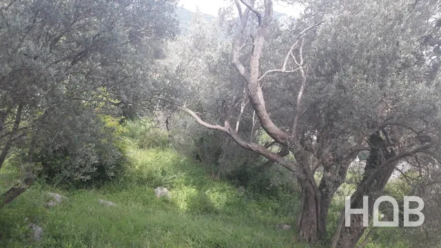 Na prodaju, Plot, 2900 m², Budva