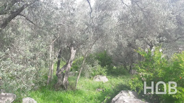 Na prodaju, Plot, 2900 m², Budva