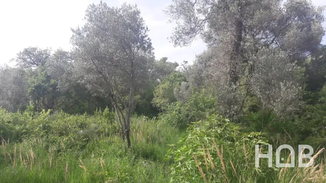 Na prodaju, Plot, 2900 m², Budva