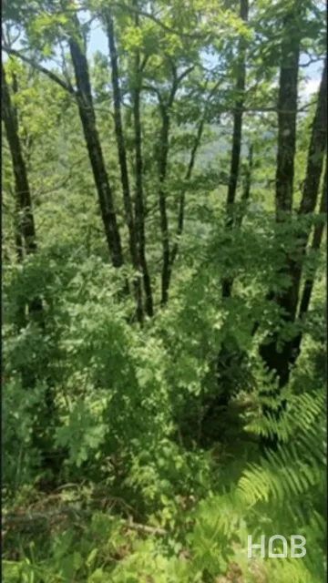 Na prodaju, Plot, 24808 m², Kolašin